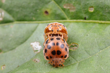 ladybugs mating on green leaves, North China