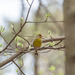 The European greenfinch, or just greenfinch (Chloris chloris), is a small passerine bird in the finch family Fringillidae.