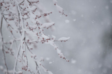 A budding tree branch with small red budds covered in snow on a cold winter day.