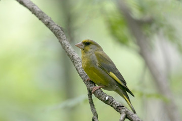 The European greenfinch, or just greenfinch (Chloris chloris), is a small passerine bird in the finch family Fringillidae.