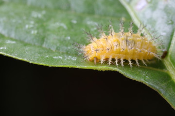 ladybugs larva on green leaves, North China