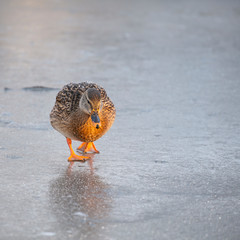 Female mallard (Anas platyrhynchos) on ice