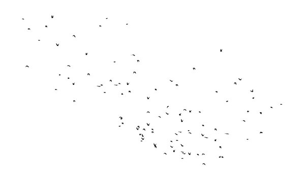 Flock of birds isolated on white background