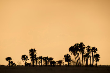 A clump of Palm Trees in a wide open field silhouetted against the colorful orange and yellow sunset sky.