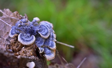 Beautiful blue mushrooms
