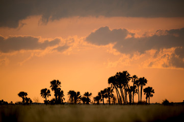 A clump of Palm Trees in a wide open field silhouetted against the colorful orange and yellow sunset sky.