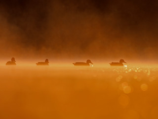 Silhouettes of mallard (Anas platyrhynchos) on the water in orange evening artistic light.