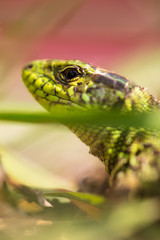A green lizard is hiding in the grass in nature