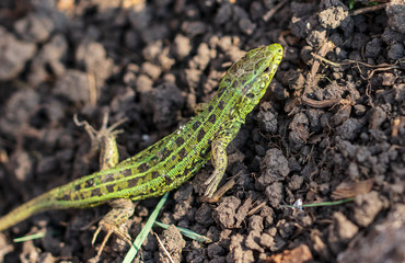 A green lizard crawls on the ground