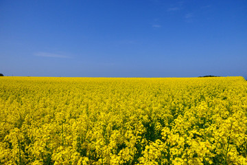 横浜町の菜の花畑。横浜、青森、日本。5月中旬。