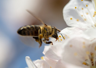 A bee collects honey from a flower