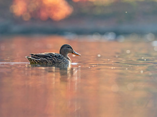 Female mallard (Anas platyrhynchos) on water is a large portrait in the evening artistic light.PUS DIGITAL CAMERA