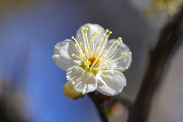 【日本の春】白梅