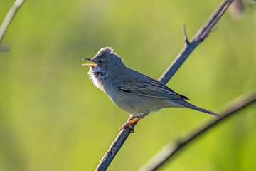 The common whitethroat (Sylvia communis) is a common and widespread typical warbler which breeds throughout Europe.