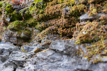 moosbewachsenes_gestein