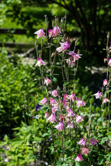 Obraz premium purple wildflowers in the wild