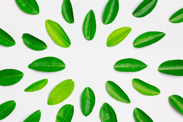 green leaf for pattern