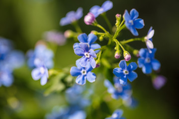 Fototapeta na wymiar Blue flowers on the nature