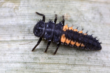 Ladybug larvae in natural state， north China