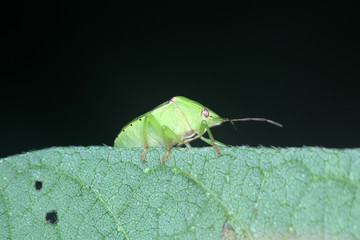 Stink bug on green leaves, North China