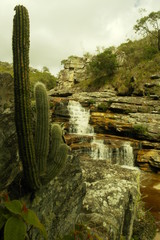 water  cactus