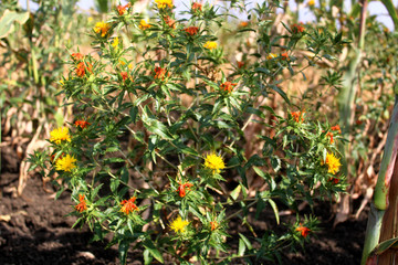 Safflower Plant Flower