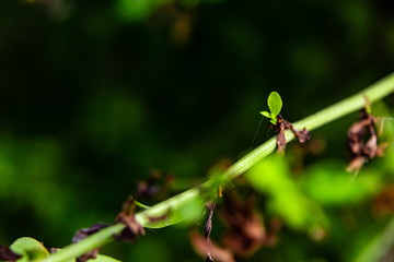macro photography of wild vine in front of blurry green background. wild plant concept