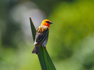 Fototapeta premium Red Fody bird perching in natural environment