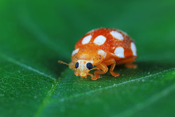ladybug on green leaves, North China