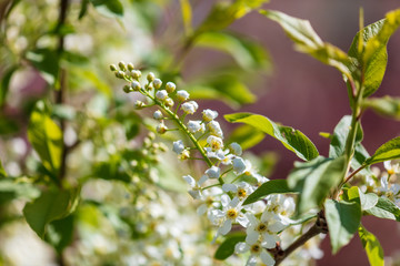 White flowers on a fruit tree on nature