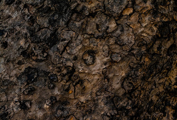 marco shot of textured tree bark with unique patterns. wood and texture concept