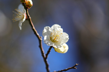 【日本の春】白梅