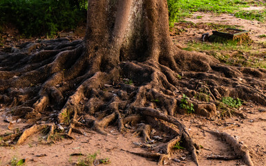 Outdoor natural image of gigantic roots of old tree deep spread under the ground. soil erosion and environment concept