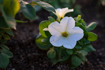 Beautiful wild white petunia, flowered in spring