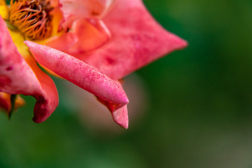 petals of beautiful rose flower in the garden with water drops. morning concept