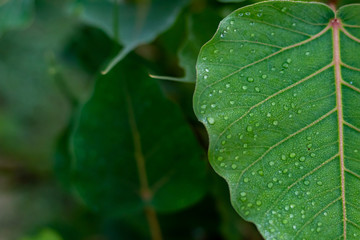 rain drops on green leaf over the blurry leaves background with copy space. winter and rainy concept
