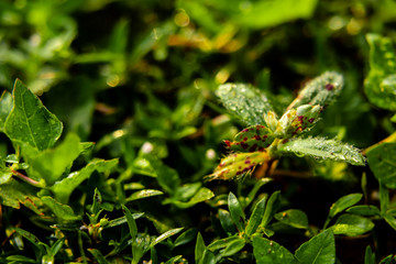 red dotted wild plant leaves on wet green grass. nature concept