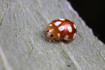 ladybug on green leaves, North China