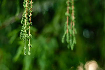small pond hanging on a cypress tree with blurred background. nature concept