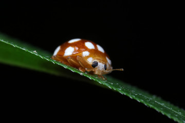ladybug on green leaves, North China