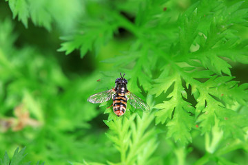 Syrphidae in natural state, North China