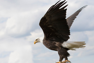 American bald eagle with out stretched wings, isolated against a blue sky