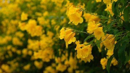 beautiful yellow flowers closeup with green leaf background