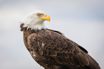 American bald eagle close up, isolated against a blue sky