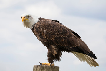 American bald eagle perched on a post, isolated against a blue sky