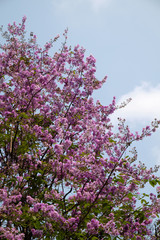 beautiful pink flowers against clear blue sky background , summer blooming flowers