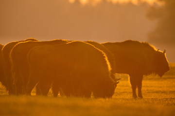 European bison - Bison bonasus in the Knyszyn Forest (Poland) © szczepank