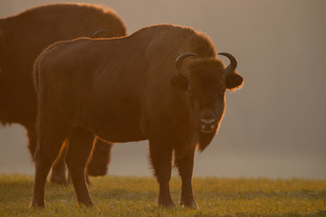 European bison - Bison bonasus in the Knyszyn Forest (Poland) © szczepank
