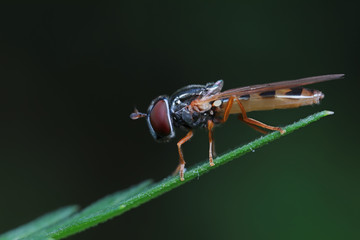 Syrphidae in natural state, North China