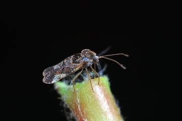 Stink bug on green leaves, North China